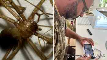 Quatto ragni violino in una casa alle porte di Roma: "Notte da incubo"