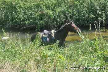 Paard slaat op hol na val van amazone: dier belandt tijdens vlucht in De Herk in Wellen