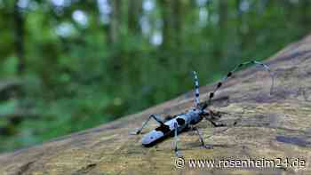 Langfinger klauen im Priental Holz mit streng geschützten Käfern aus Schutzprojekt