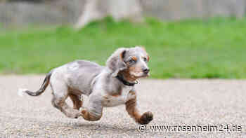 Krokodil-Experte wegen Missbrauchs von Hunden zu zehn Jahren Haft verurteilt