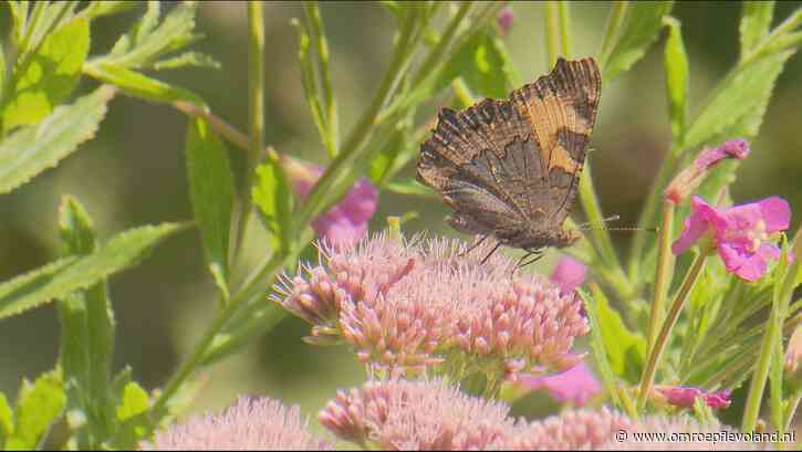 Bant - Vlinderliefhebbers tellen minder vlinders in Kuinderbos