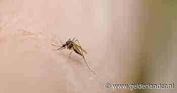 Ideale omstandigheden voor de mug, toch kwam er geen ‘invasie’, hoe zit dat?