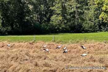 Opmerkelijk tafereel: boer trakteert ooievaars op kikkerbuffet