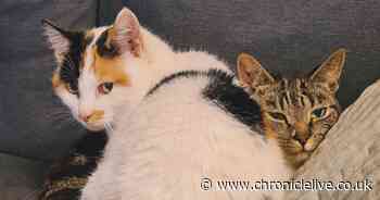 North Tyneside cat café celebrates 100 adoptions as duo rehomed after combined eight years in shelters