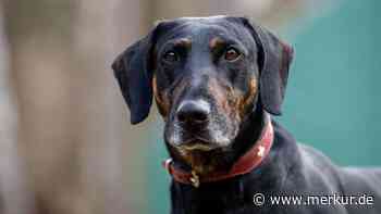 „Meine Güte, der Ärmste“: Hund Klaus landet zum dritten Mal im Tierheim