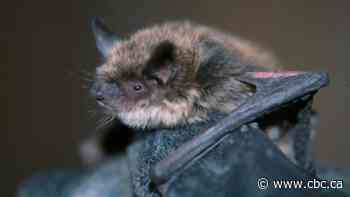 Hamilton confirms first case of bat rabies of 2024