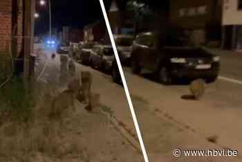 Kampenaar waarschuwt verkeer voor rot everzwijnen in Leopoldsburg