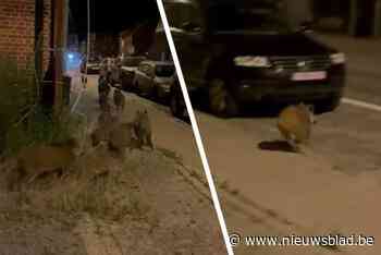 En plots loopt er rot everzwijnen over steenweg in Leopoldsburg: “Zo veel heb ik er nog nooit gezien”