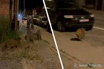 En plots loopt er rotte everzwijnen over steenweg in Leopoldsburg: “Zo veel heb ik er nog nooit gezien”