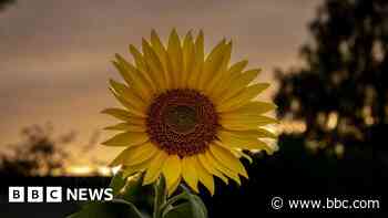 Your photos of animals and flowers in the sunshine