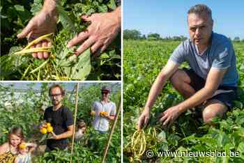 Nat voorjaar treft ook de groenteboeren: “De extra kosten zullen zich naar de consument vertalen”