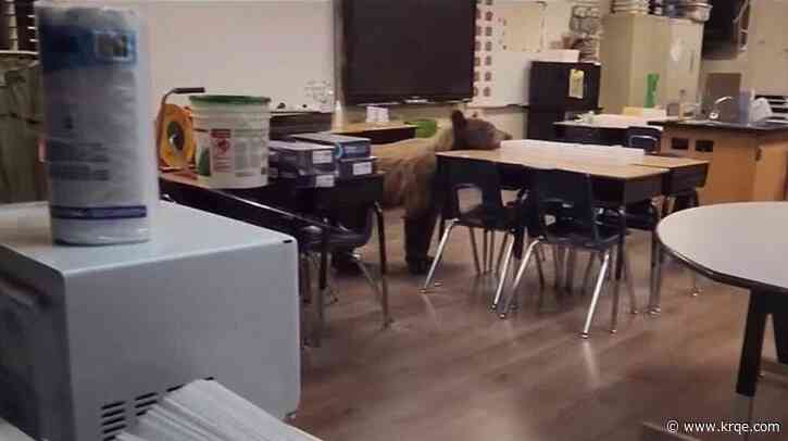 Video: Bear breaks into California classroom, eats student lunches