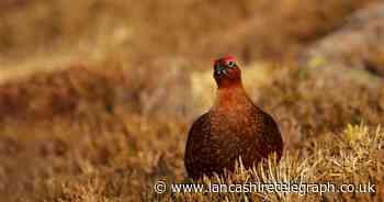 Fears of huge losses to rural communities after grouse shooting season blow
