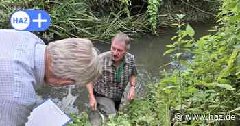Ronnenberg: Flohkrebse zeugen in der Ihme für gute Wasserqualität