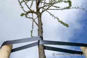 Boom zoekt grond: gemeente lanceert groepsaankoop tuinbomen en haagplanten