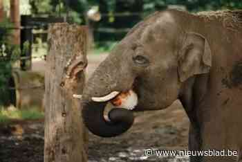 IN BEELD. Dieren in Antwerpse Zoo genieten van verfrissend ijsje