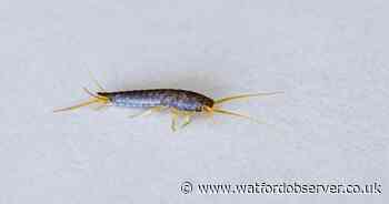 Warning issued to households as silverfish infestations peak this month