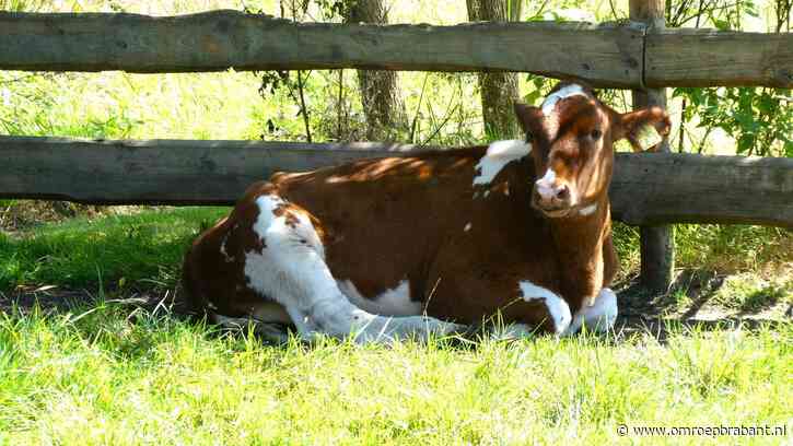 Tropische hitte: op deze plek in Brabant wordt het vandaag het warmst