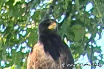 Woestijnbuizerd beleeft druk weekend