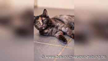 Warum Katze Hedda einen langen Leidensweg in Salzgitter hatte