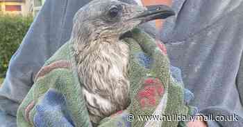 Baby herring gull Fred 'stoned to death by children' at Withernsea Beach