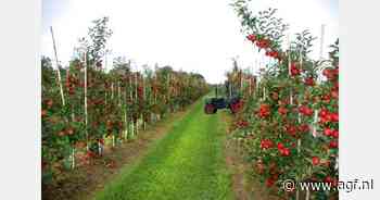 Jaap Smit (82) van het ZeeuwsFruitMuseum raakt nooit uitgepraat over fruit