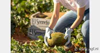 "Toenemende vraag kleinere maten Piel de Sapo meloen"