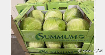 "Nieuwe kool valt door het natte voorjaar kleiner uit dan we graag zouden zien"