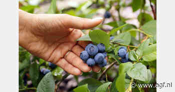 Ruim 18.000 hectare blauwe bessen in Peru