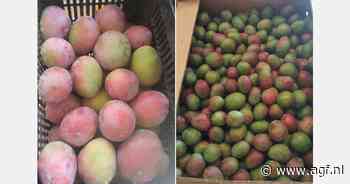 Abrupt einde mango-seizoen Senegal