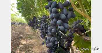 "Egyptische druivensector doet het goed, maar schaatst op dun ijs"