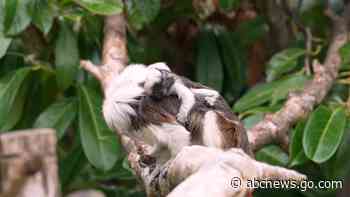 WATCH:  'Exceptionally rare' tamarin monkeys born at England zoo