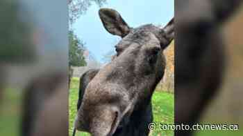 Trilly the moose dies at Toronto Zoo at age of 11