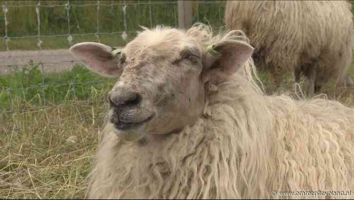Rutten - Blauwtong duikt op in Noordoostpolder, tweede besmetting in Flevoland
