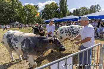 Veeprijskamp zonder herkauwers door uitbraak blauwtongvirus: “Maar alternatief programma gaat dik de moeite zijn”