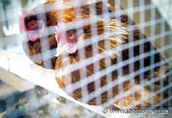 Deadline looms for backyard chicken feedback in Sarnia