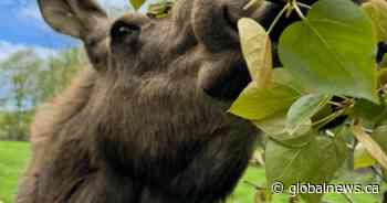 Toronto zoo: Trilly the moose, known for her ‘grumpy ears’, dies at age 11