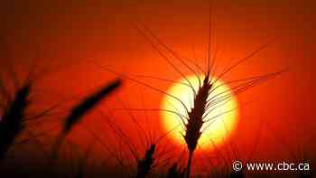 How extreme weather affects food prices in Canada