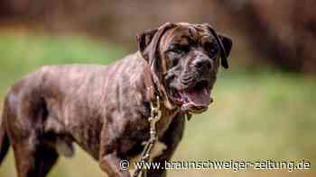 Rüde Rocky: Vom Veterinäramt gerettet, doch noch immer einsam