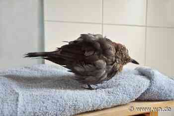 Usutu-Virus lässt Amseln kaum eine Chance