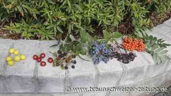 Kostenlos genießen in Braunschweig: 20 Früchte am Straßenrand  