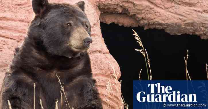 California teacher shocked to find bear enjoying a snack in classroom