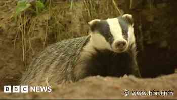 Badger charity mounts legal challenge against culling