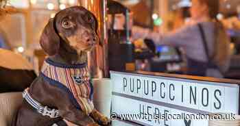 Romford's first pop-up dog cafe set for town centre opening