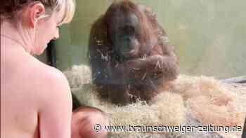 Stillende Mütter helfen Orang-Utan-Mama im Dubliner Zoo