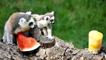 Ferragosto al Bioparco di Roma: fette di anguria per gli animali e attività educative