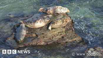Ten marine species need protection - council