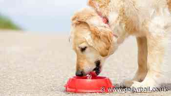Vet issues warning to dog owners about communal water bowls this summer