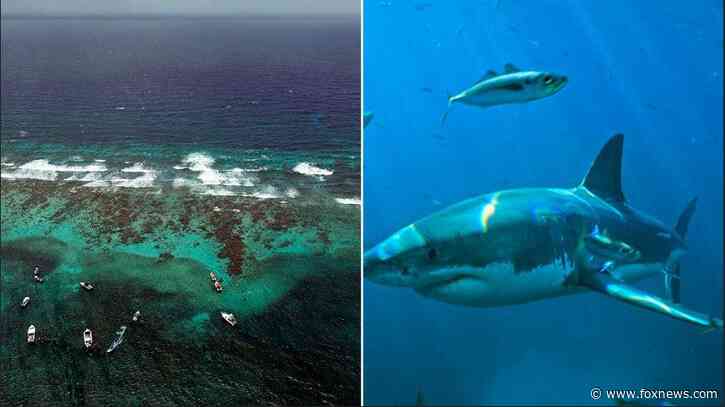 Teenager going for a quick swim severely injured in shark attack