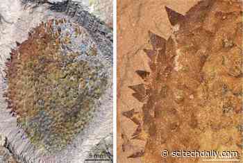 “Completely Different” – Discovery of Strange 514-Million-Year-Old Slug Rewrites Our Understanding of Sea Creatures